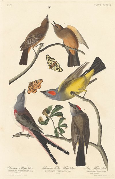 Arkansaw Vliegenvanger, Zwaluwstaart Vliegenvanger en Says Vliegenvanger, 1837 door John James Audubon